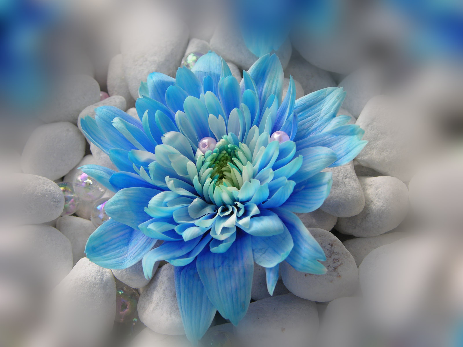 Modrina - cvet s perlami