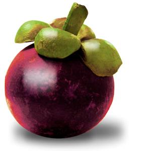 Mangosteen Mangosteen