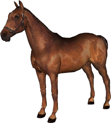 konj