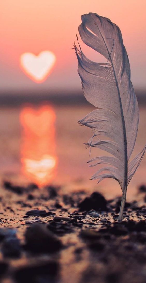 STALIŠČE RADODARNOST