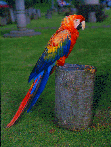 Papiga Nastja Klevže