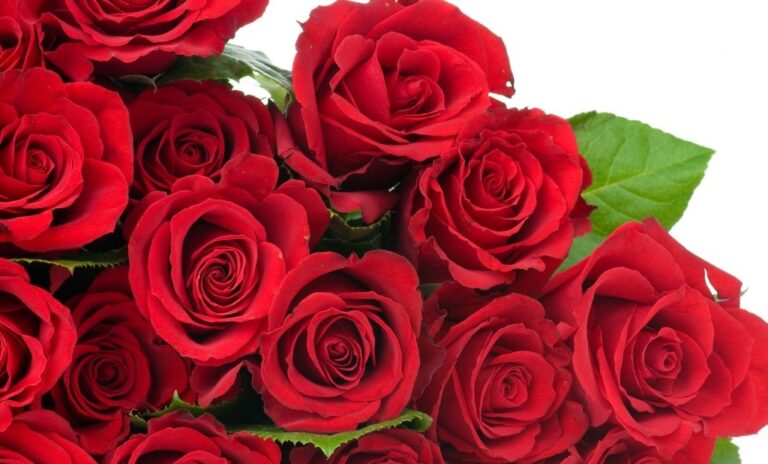 Rdeča vrtnica pomeni “Ljubim te!