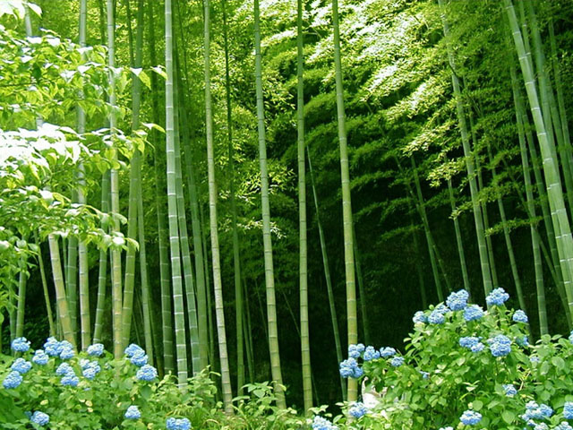kako_raste_kitajski_bambus