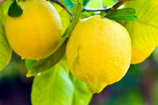 Limona očisti jetra in ledvice