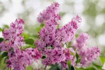 Pozitivčica za najboljše prijateljice tega sveta