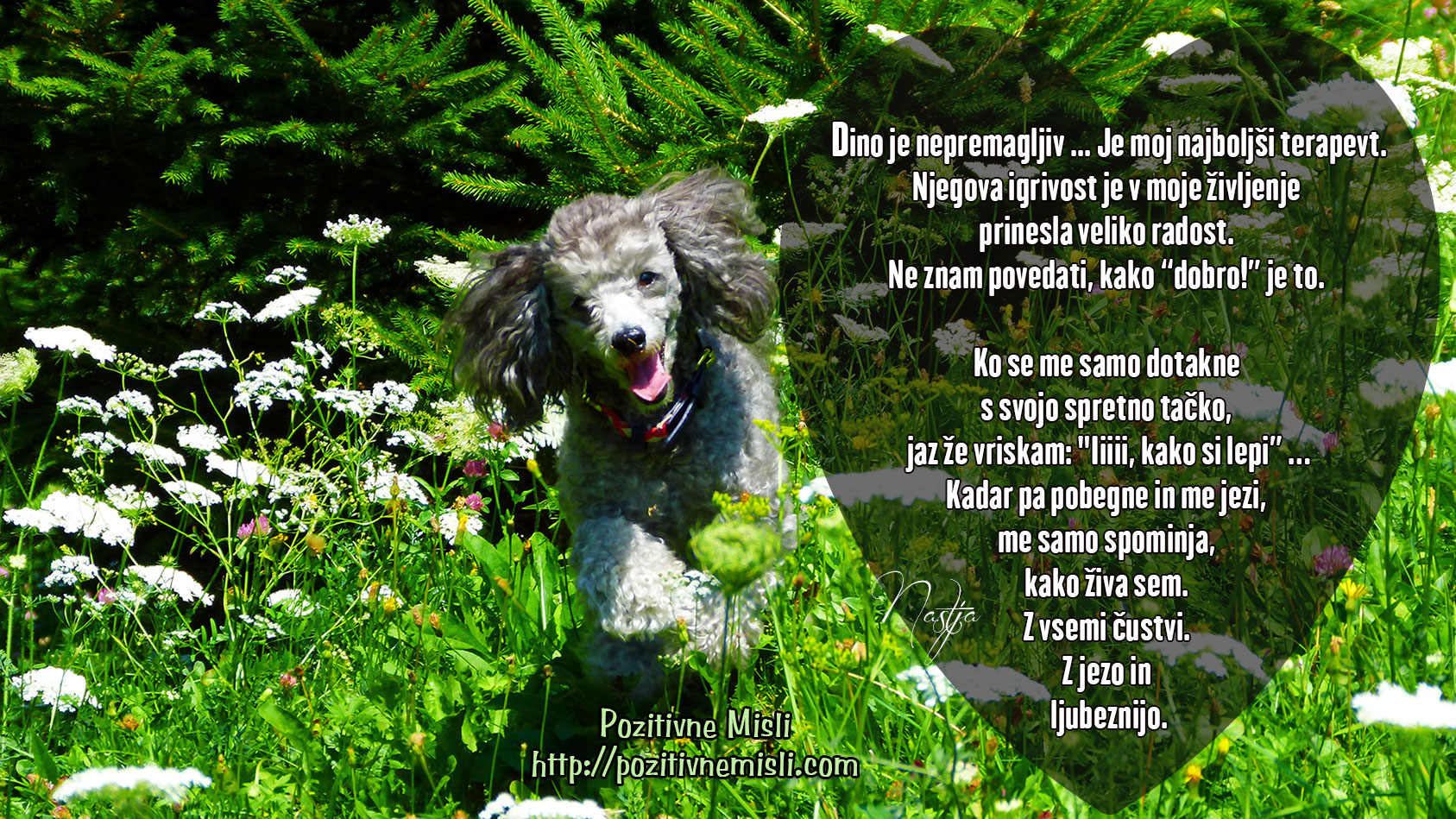 Dino -moj terapevt
